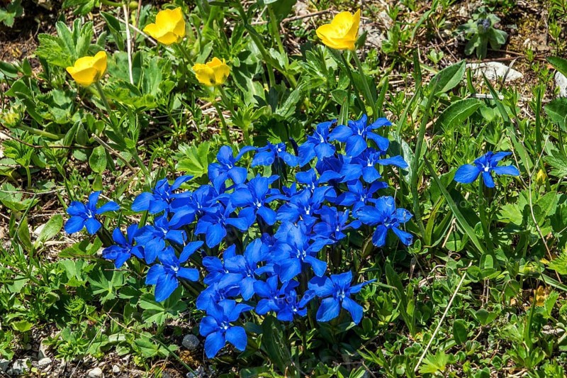Spring gentian (Gentiana verna), and Ranunculus repens (Ranunculus repens), flowering, Oberallgäu, Bavaria, Germany