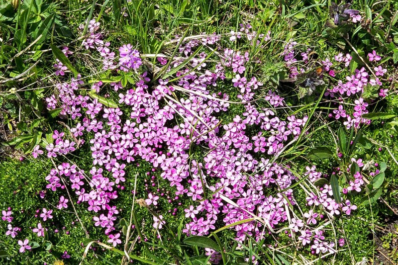 Mealy primrose (Primula farinosa), flowering, Oberallgäu, Bavaria, Germany