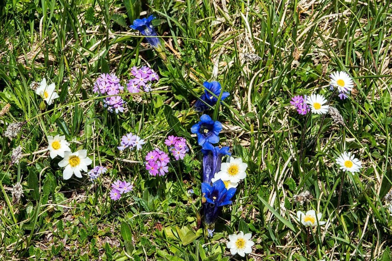Mealy primrose (Primula farinosa) or mealy cowslip, gentian (Gentiana), alpine pasque flower (Pulsatilla alpina) and daisy (Bellis perennis), in bloom, Oberallgäu, Bavaria, Germany