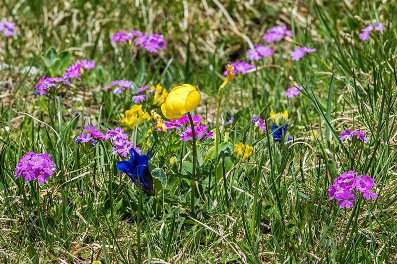 Troll flower (Trollius europaeus), mealy primrose (Primula farinosa) and gentian (Gentiana), in bloom, Oberallgäu, Bavaria, Germany