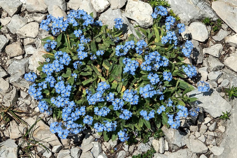 Forest forget-me-not (Myosotis sylvatica), flowering, Oberallgäu, Bavaria, Germany
