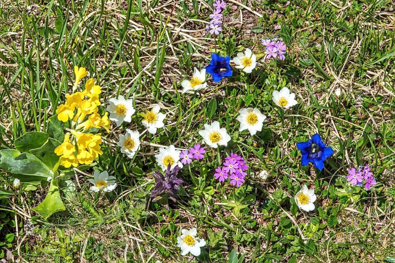 Common cowslip (Primula veris), Alpine pasque flower (Pulsatilla alpina), Gentian (Gentiana), Mealy primrose (Primula farinosa) or Mealy cowslip), in bloom, Oberallgäu, Bavaria, Germany