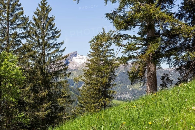 Snow-covered mountain peak through dense spruce, green meadow with a view of the Hohe Ifen in Kleinwalsertal, Austria