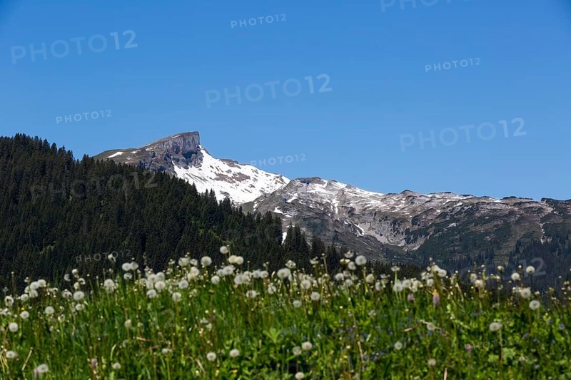 Alpine landscape with snow-covered peaks and flowering meadow with a view of the Hohe Ifen and the Gottesacker plateau in Kleinwalsertal, Austria
