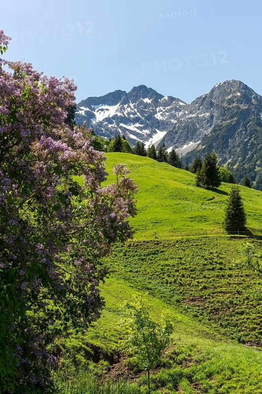 Flowering shrub with mountain landscape and wooded slopes in the background in Kleinwalsertal, Austria