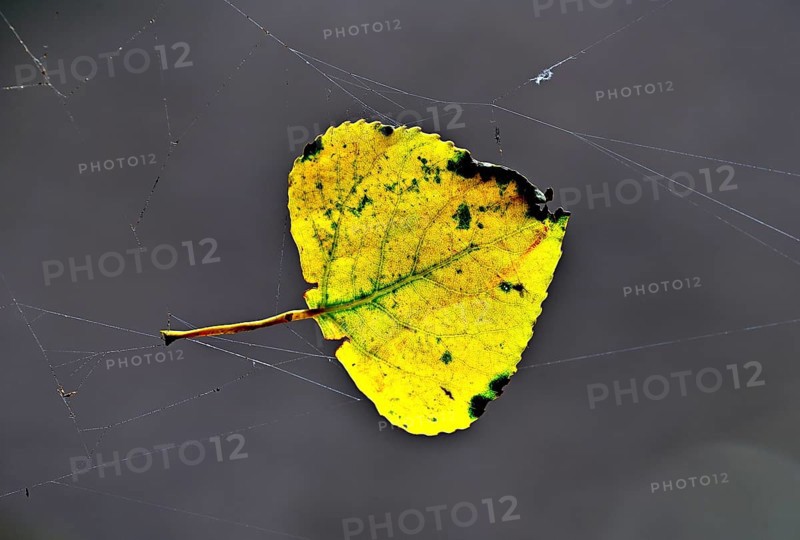 Colourful birch leaf (Betula pendula) in a spider's web, Poel Island, Mecklenburg-Western Pomerania, Germany