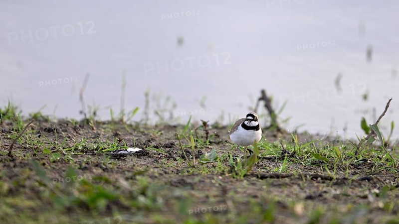 Little Ringed Plover (Charadrius dubius), at the water's edge of the Lower Rhine, North Rhine-Westphalia, Germany