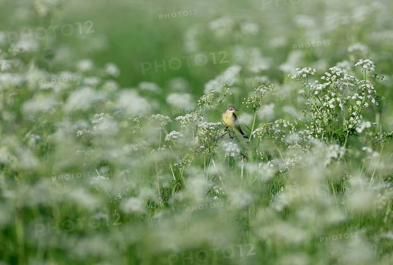 Yellow wagtail (Motacilla flava) sitting in meadow chervil (Anthriscus sylvestris), Lower Rhine, North Rhine-Westphalia, Germany
