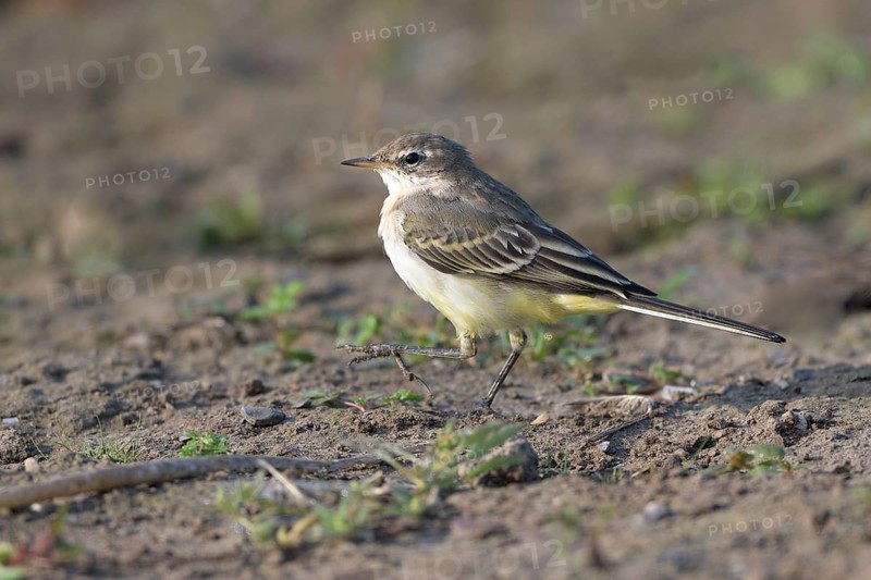Young yellow wagtail (Motacilla flava), Lower Rhine, North Rhine-Westphalia, Germany