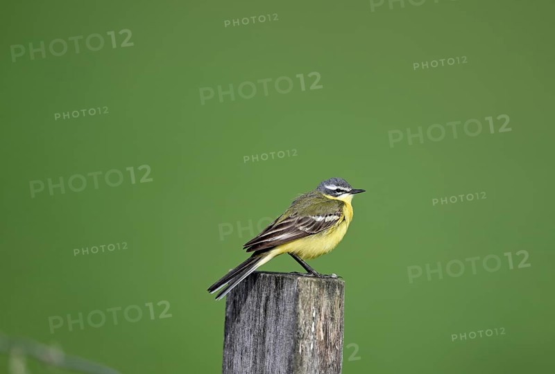 Yellow wagtail (Motacilla flava), sitting on a pole, Lower Rhine, North Rhine-Westphalia, Germany