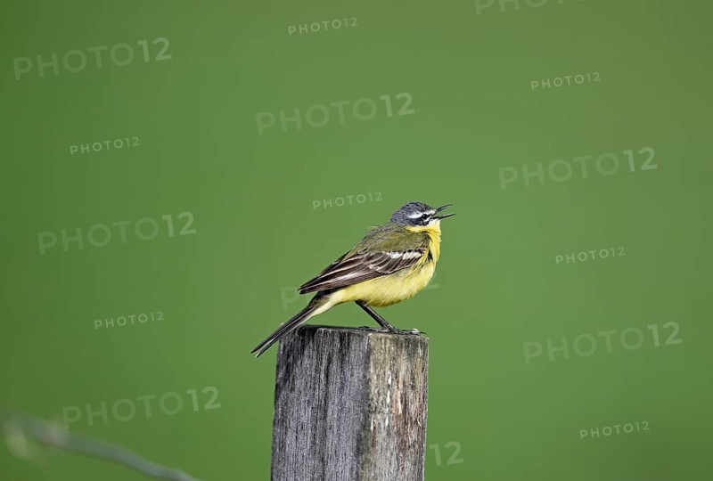 Singing grey wagtail (Motacilla flava), sitting on a pole, Lower Rhine, North Rhine-Westphalia, Germany