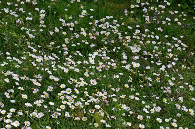 Flower meadow with daisies (Bellis perennis), Lower Rhine, North Rhine-Westphalia, Germany