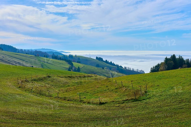 Green fields on rolling hills with scattered trees, Schauinsland, Freiburg im Breisgau, Black Forest, Baden-Württemberg, Germany