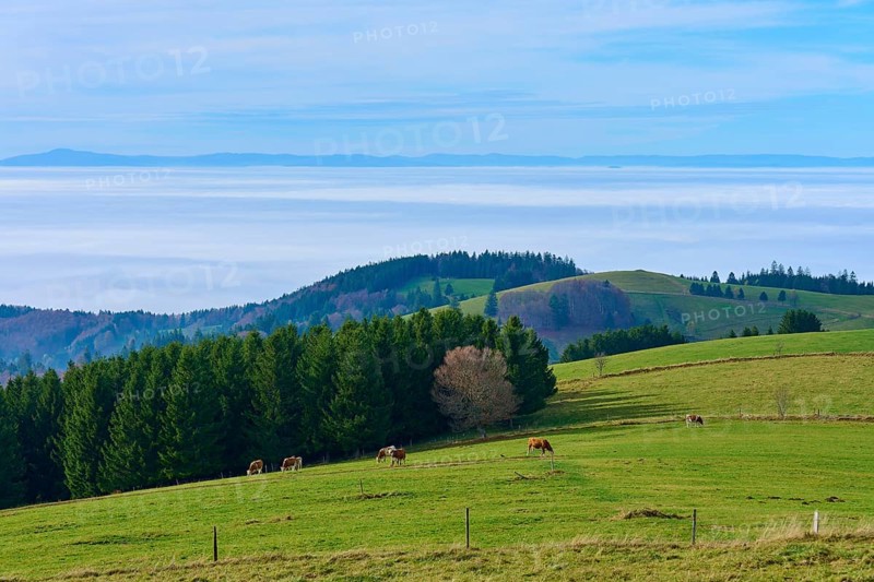 Pasture with grazing cows and trees in the background, Schauinsland, Freiburg im Breisgau, Black Forest, Baden-Württemberg, Germany