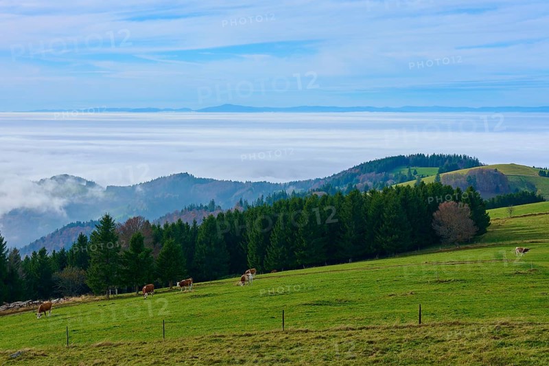 Green pastures with cows and dense forests under a blue sky, Schauinsland, Freiburg im Breisgau, Black Forest, Baden-Württemberg, Germany