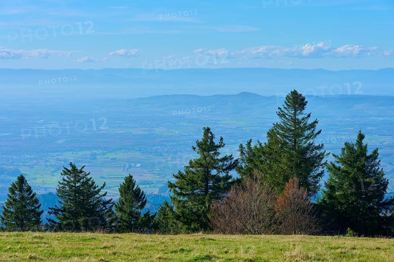 Distant view of the Rhine plain over a hilly landscape with a row of trees in the foreground, Kandel, Waldkirch, Black Forest, Baden-Württemberg, Germany