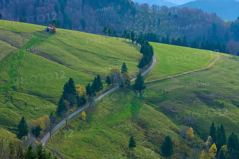 Rural road between green hills and woodland, Schauinsland, Freiburg im Breisgau, Black Forest, Baden-Württemberg, Germany
