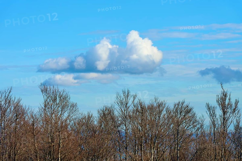 Bare trees under a blue sky with white clouds, calm and autumnal atmosphere, Kandel, Waldkirch, Black Forest, Baden-Württemberg, Germany