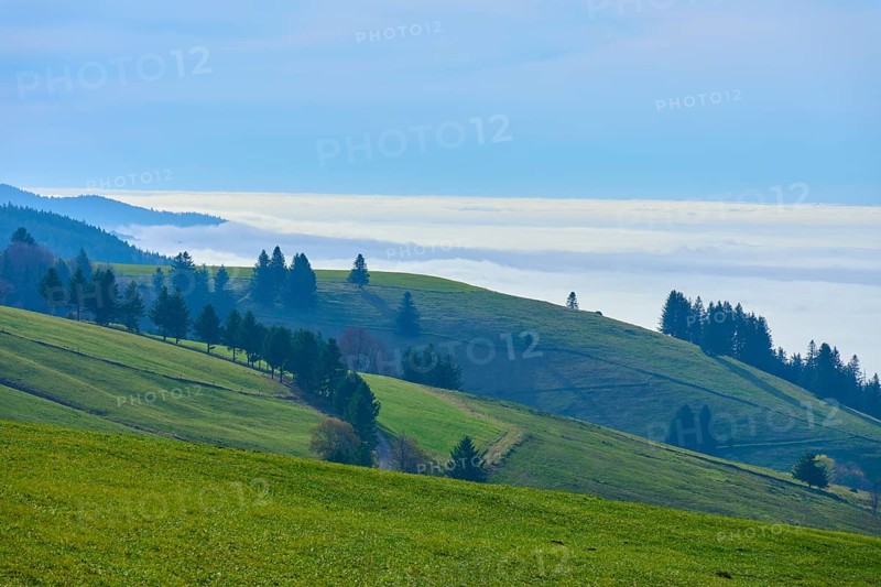 Gentle hills with green meadows and trees in front of a misty horizon, Schauinsland, Freiburg im Breisgau, Black Forest, Baden-Württemberg, Germany