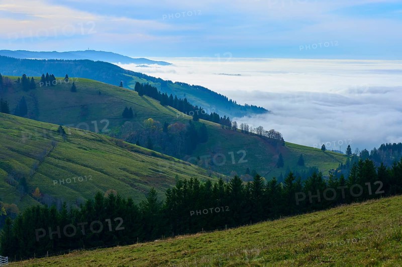 Green hills with trees and rising fog under a cloudy sky, Schauinsland, Freiburg im Breisgau, Black Forest, Baden-Württemberg, Germany