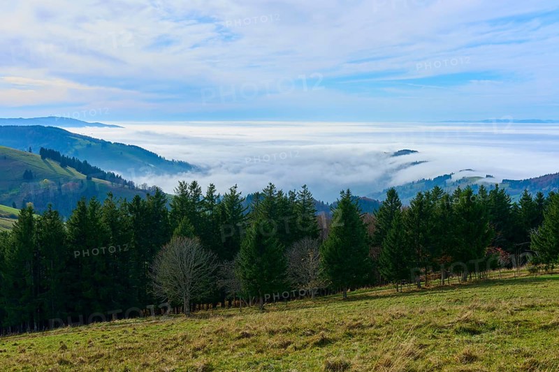 Conifers in front of a foggy panorama and blue sky, Schauinsland, Freiburg im Breisgau, Black Forest, Baden-Württemberg, Germany