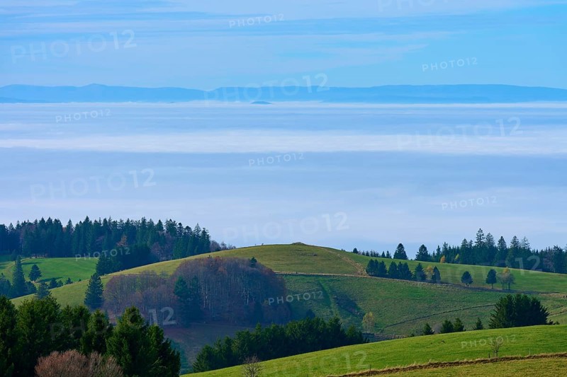 Green hills and groups of trees rise in front of a misty horizon, Schauinsland, Freiburg im Breisgau, Black Forest, Baden-Württemberg, Germany