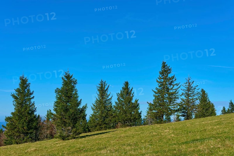 Row of fir trees on a green meadow under a clear sky, Kandel, Waldkirch, Black Forest, Baden-Württemberg, Germany