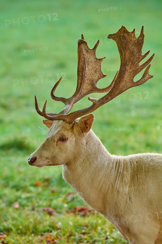 Albino fallow deer (Dama dama), with impressive antlers, presents itself on a green meadow, Germany