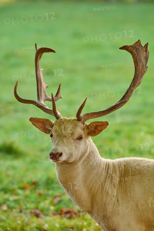 Fallow deer (Dama dama), albino fallow deer with large antlers, standing attentively on a green meadow, Germany