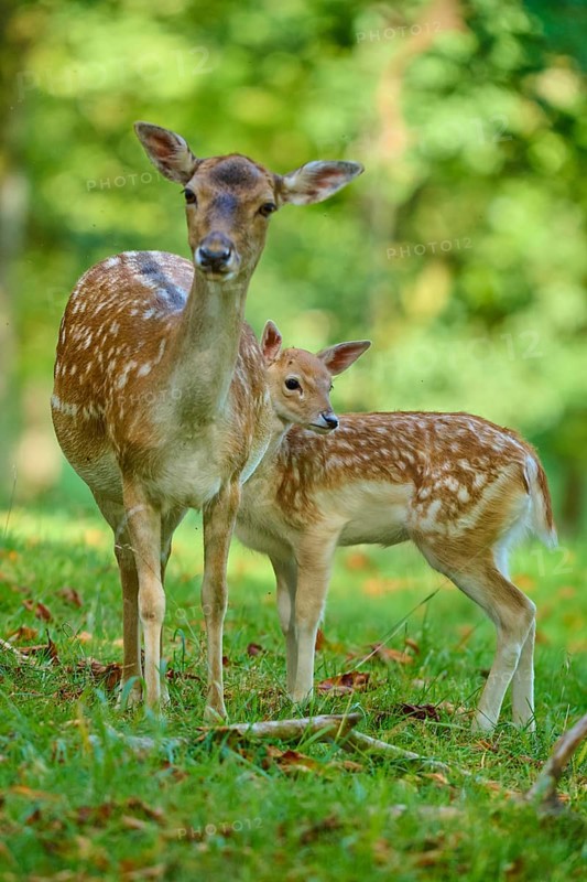 Fallow deer (Dama dama), female, lovingly protecting her fawn, on a green meadow, Germany