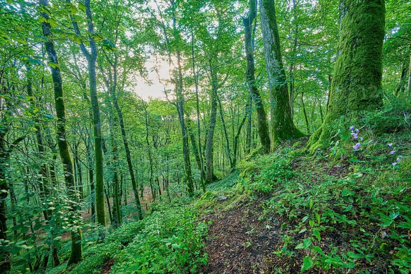 Dense forest with moss-covered trees, summer, Katzenbuckel, Waldbrunn, Neckar-Odenwald-Kreis, Odenwald, Baden-Württemberg, Germany