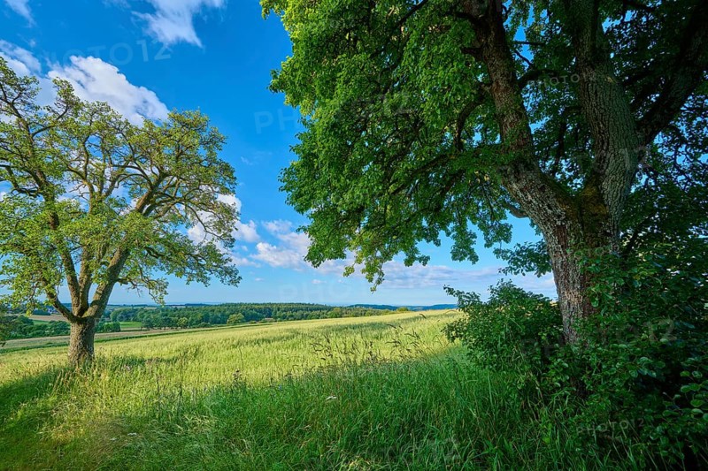 Green meadow with trees under a clear blue sky, summer, Katzenbuckel, Waldbrunn, Neckar-Odenwald-Kreis, Odenwald, Baden-Württemberg, Germany