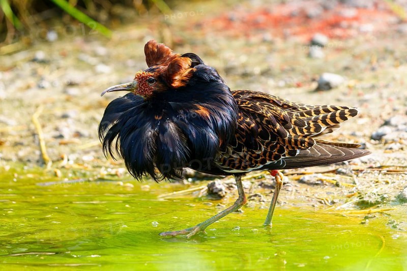 Colourful bird striding dynamically through greenish water in a lively environment, Ruff (Calidris pugnax, Syn.: Philomachus pugnax), France