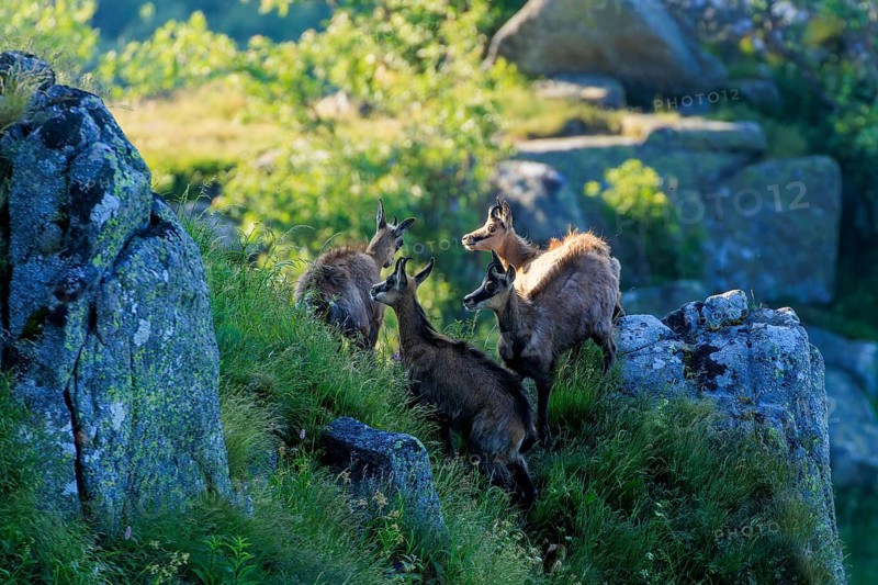 A group of four chamois climbing a rocky hill in the morning light, chamois, chamois, (Rupicapra rupicaprae), wildlife, Vosges, France