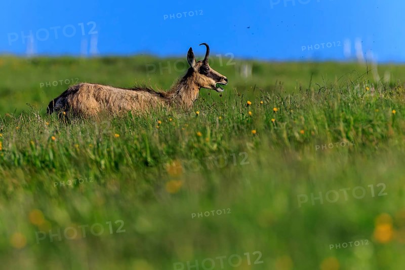 A chamois chewing on a green meadow under a blue sky, chamois, chamois, (Rupicapra rupicaprae), wildlife, Vosges, France