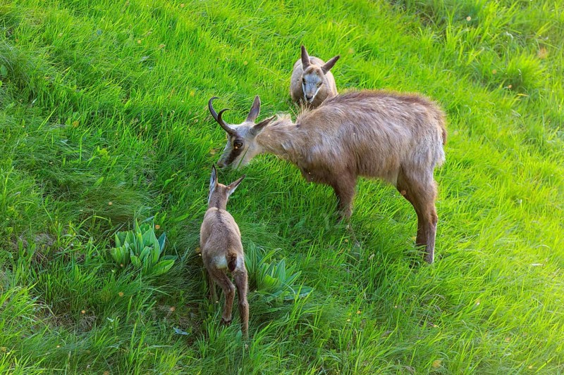 An adult chamois sniffing a young animal in the meadow, chamois, chamois, (Rupicapra rupicaprae), wildlife, Vosges, France