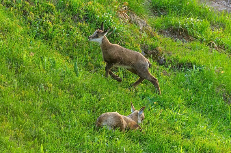 A fawn running across the meadow while the other is resting, chamois, chamois, (Rupicapra rupicaprae), wildlife, Vosges, France