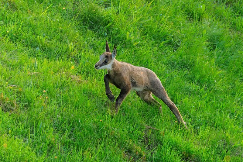A young animal runs across the green meadow full of energy, chamois, chamois, (Rupicapra rupicaprae), wildlife, Vosges, France