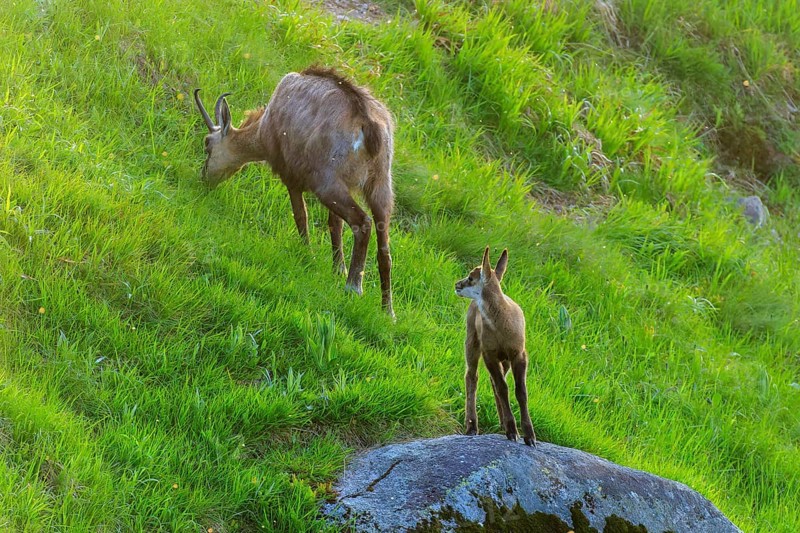 A young animal observes the surroundings while the chamois eats grass, chamois, chamois, (Rupicapra rupicaprae), wildlife, Vosges, France