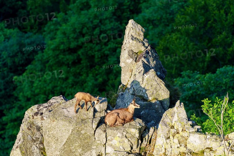 Two chamois on a craggy cliff edge, surrounded by shady forest, chamois, chamois, (Rupicapra rupicaprae), wildlife, Vosges, France
