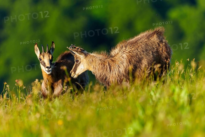 Two chamois grazing in the middle of a flowering meadow landscape, chamois, chamois, (Rupicapra rupicaprae), wildlife, Vosges, France