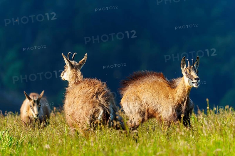 Three chamois looking in different directions on a green meadow, chamois, chamois, (Rupicapra rupicaprae), wildlife, Vosges, France