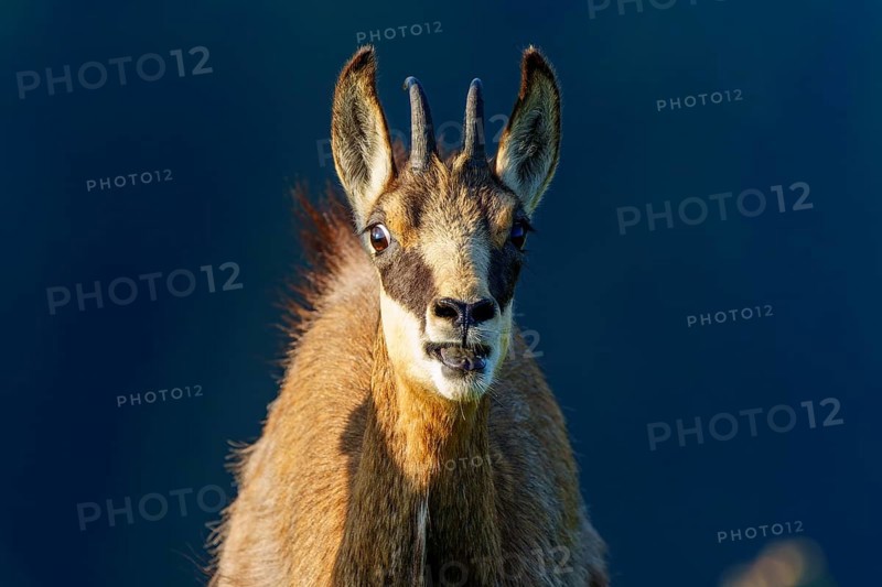 Close-up of a chamois with distinctive facial features, chamois, chamois, (Rupicapra rupicaprae), wildlife, Vosges, France