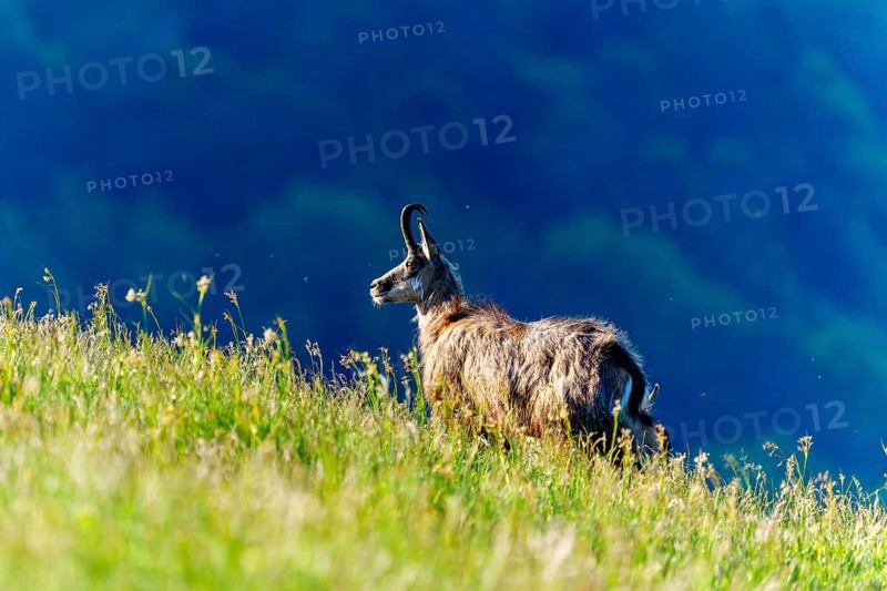 A chamois looks attentively over a hilly meadow against a blue background, chamois, chamois, (Rupicapra rupicaprae), wildlife, Vosges, France