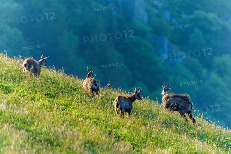 A small herd of chamois moves up the hill in the warm sunlight, chamois, chamois, (Rupicapra rupicaprae), wildlife, Vosges, France