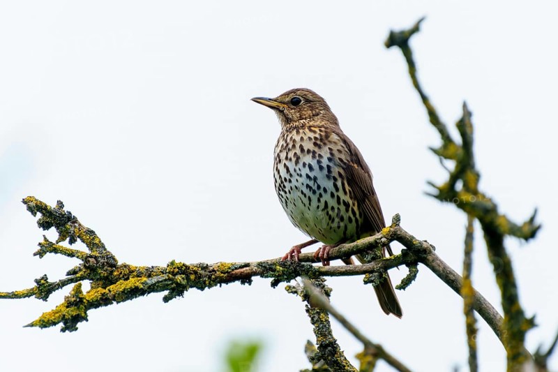 Song thrush sits quietly on a mossy branch. The background is soft and conveys a peaceful atmosphere, song thrush (Turdus philomelos), wildlife, Germany