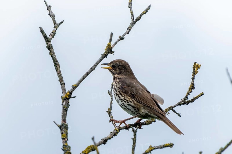 Song thrush sitting sideways on a branch, surrounded by moss-covered twigs. The scene is calm and quiet, song thrush (Turdus philomelos), wildlife, Germany