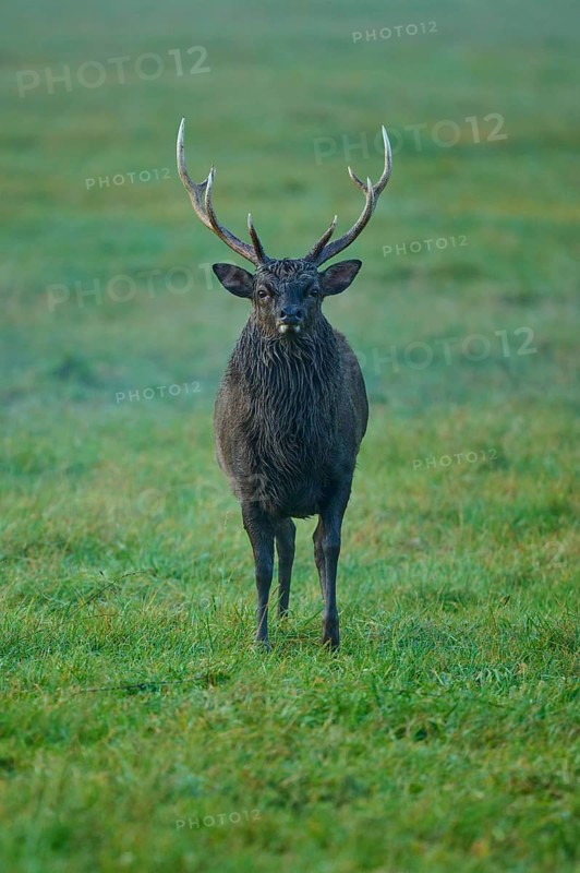 Sika deer (Cervus nippon), proud with antlers at dawn in a vast meadow, Germany