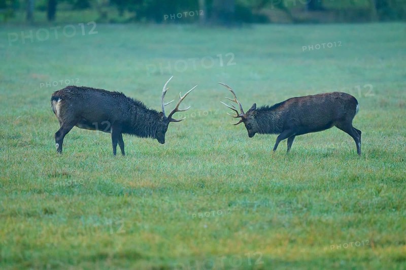 Sika deer (Cervus nippon), two sika deer during the rutting season, with raised antlers on a green meadow, Germany
