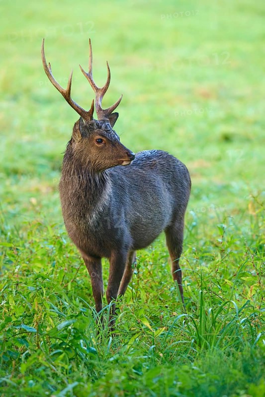 Sika deer (Cervus nippon), in tall grass, attentively observing the surroundings, Germany